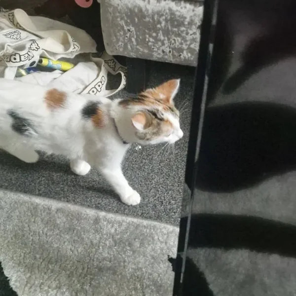 Two six-month-old cats