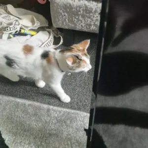 Two six-month-old cats