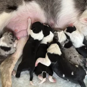 Black and white border collie puppy - Image 2