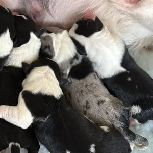 Black and white border collie puppy - Image 4