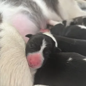 Black and white border collie puppy - Image 6