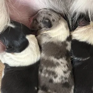 Black and white border collie puppy - Image 8