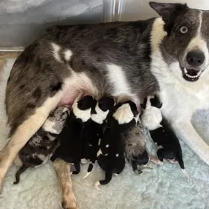 Black and white border collie puppy