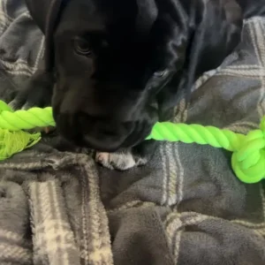 Cane Corso puppy - Image 2