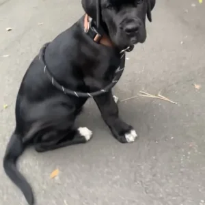 Cane Corso puppy