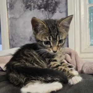 9 week old female kitten - Image 2