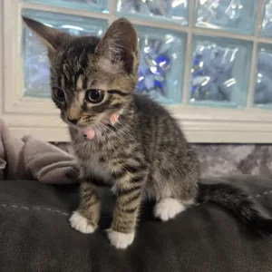 9 week old female kitten
