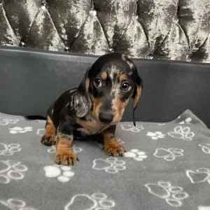 Miniature Dashund puppy pair - Image 2