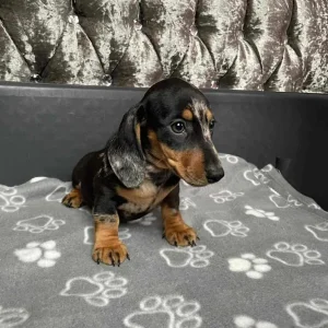 Miniature Dashund puppy pair - Image 5