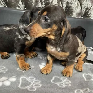 Miniature Dashund puppy pair