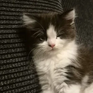Two adorable Persian kittens - Image 2