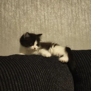Two adorable Persian kittens - Image 3