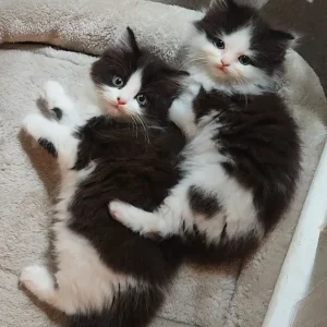Two adorable Persian kittens - Image 4