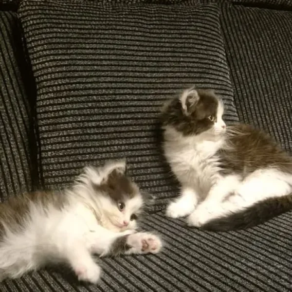 Two adorable Persian kittens