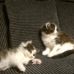 Two adorable Persian kittens