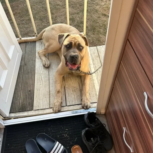 11-Month-Old Cane Corso