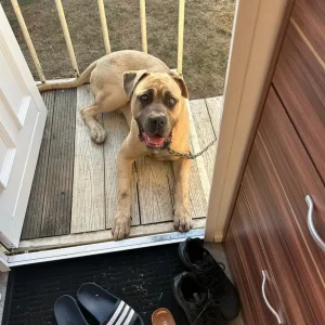 11-Month-Old Cane Corso