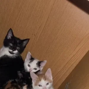 8-week-old female kittens - Image 2