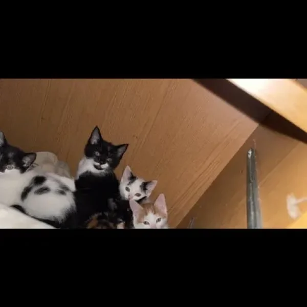 8-week-old female kittens