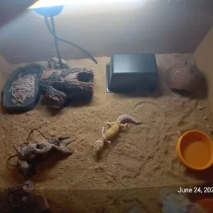 6 Geckos with vivariums and full setup - Image 2