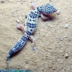 6 Geckos with vivariums and full setup - Image 3