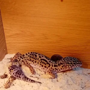 6 Geckos with vivariums and full setup - Image 4
