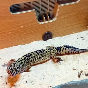 6 Geckos with vivariums and full setup - Image 5