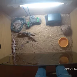 6 Geckos with vivariums and full setup - Image 6