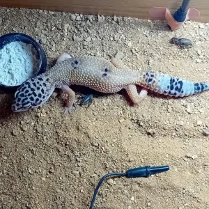 6 Geckos with vivariums and full setup - Image 7