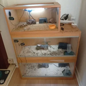 6 Geckos with vivariums and full setup