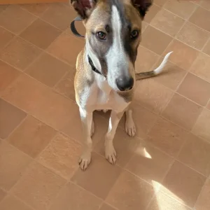 Border Collie x lurcher - Image 2