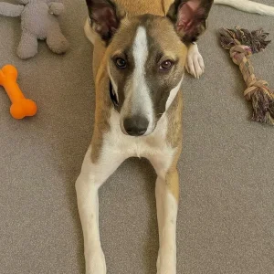 Border Collie x lurcher - Image 5