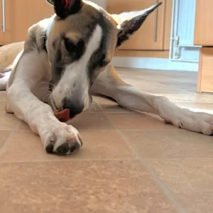 Border Collie x lurcher