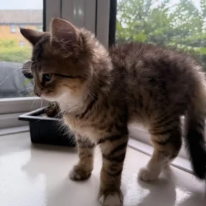 Kitten - Image 2