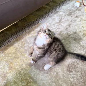 Kitten - Image 3