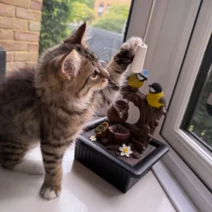 Kitten - Image 4