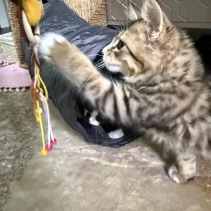 Kitten - Image 5