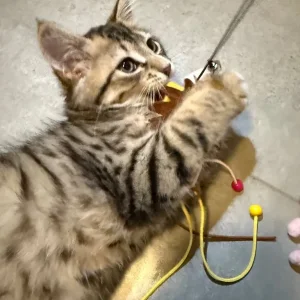 Kitten - Image 6