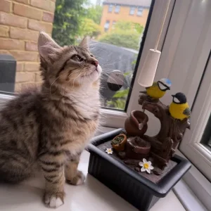 Kitten - Image 7