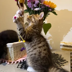 Kitten - Image 8