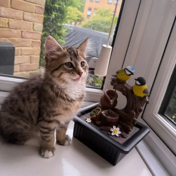 Kitten