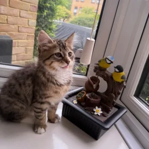 Kitten