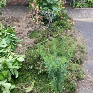 FREE Garden Plants - Image 2