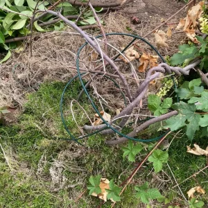 FREE Garden Plants - Image 3