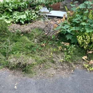 FREE Garden Plants - Image 4