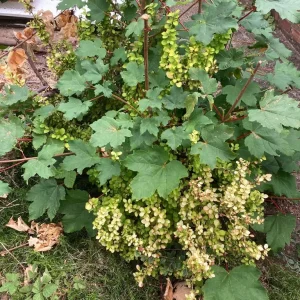 FREE Garden Plants - Image 5