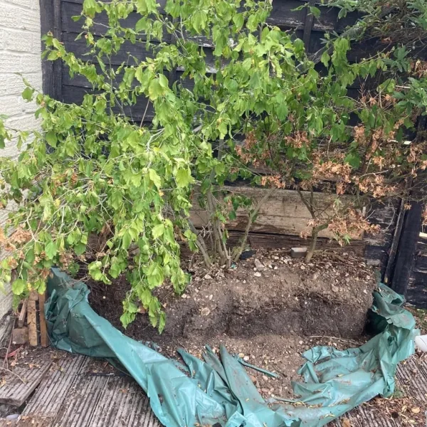 FREE Garden Plants