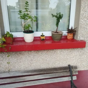 Aloe Vera in decorative fish-style ceramic pot - Image 3