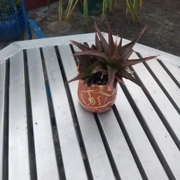 Aloe Vera in decorative fish-style ceramic pot