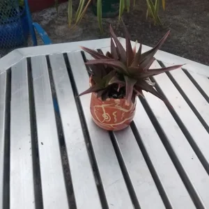 Aloe Vera in decorative fish-style ceramic pot